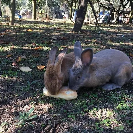 Evergreen Nocleg ze śniadaniem