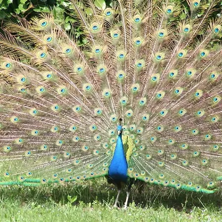 Evergreen Отель типа 