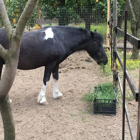 Evergreen Отель типа 