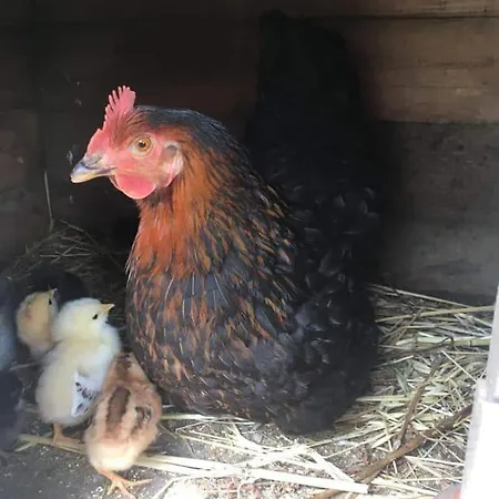 Evergreen Bed & Breakfast 3*