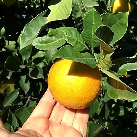 Evergreen לינה וארוחת בוקר Corbara (Campania)